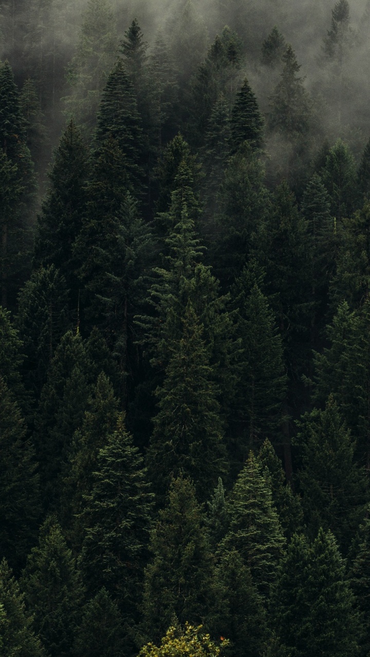 Green Trees on Foggy Weather. Wallpaper in 720x1280 Resolution