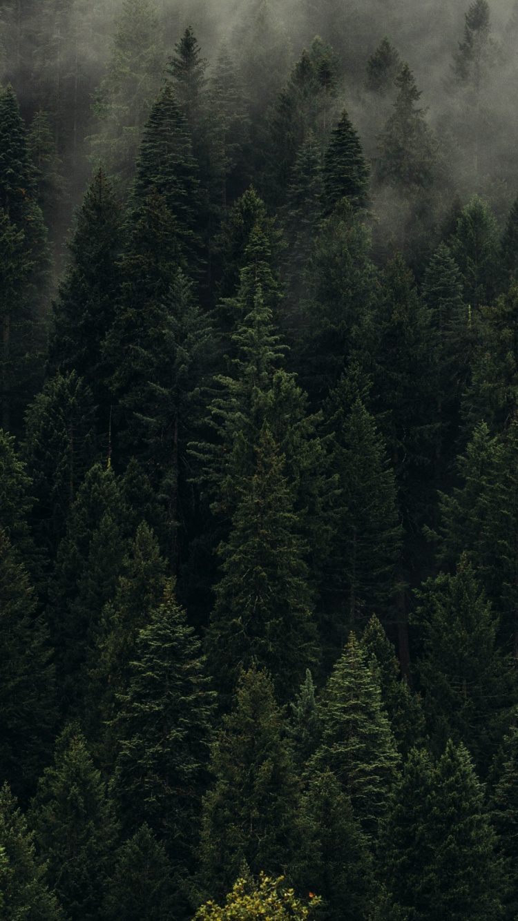 Green Trees on Foggy Weather. Wallpaper in 750x1334 Resolution