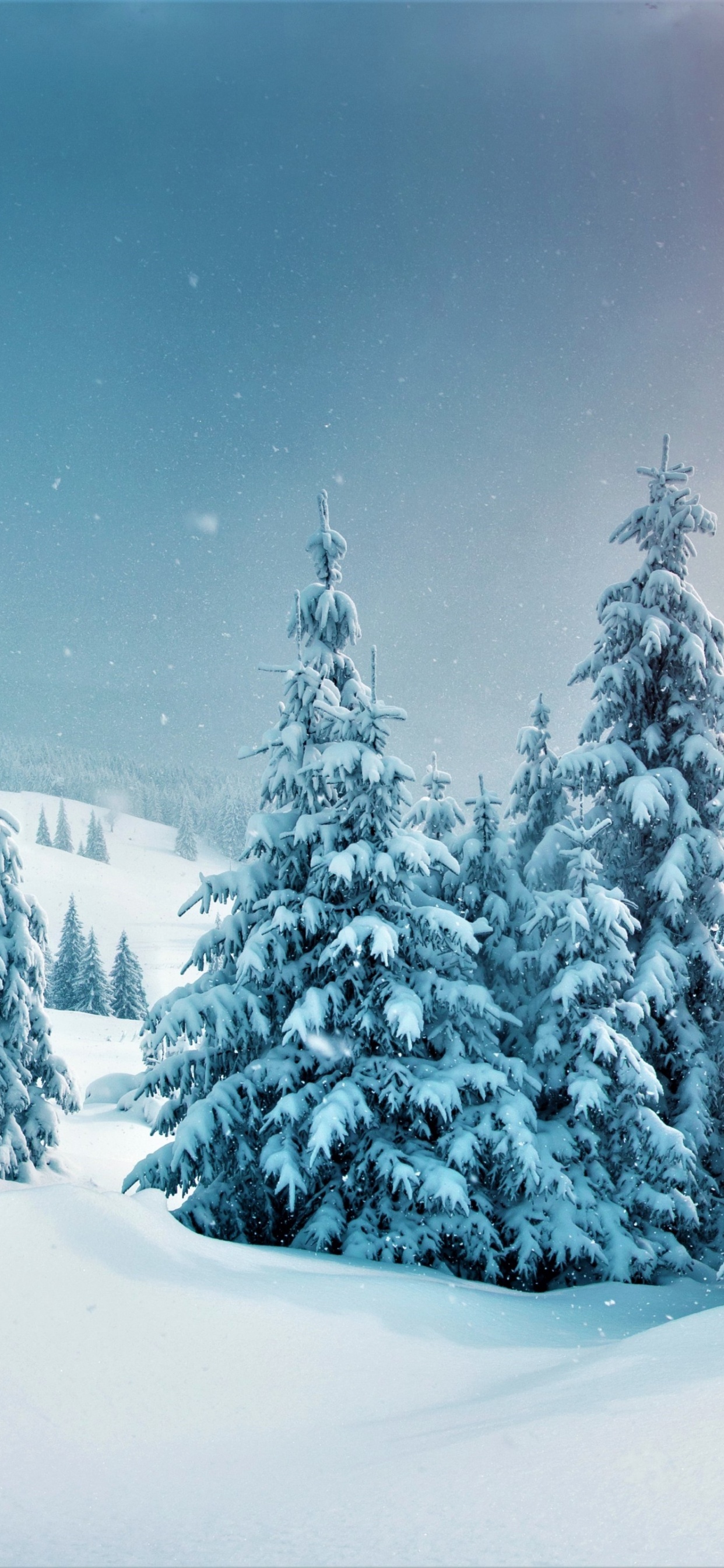 冬天, 性质, 落叶松, 自然景观, 斜坡 壁纸 1242x2688 允许