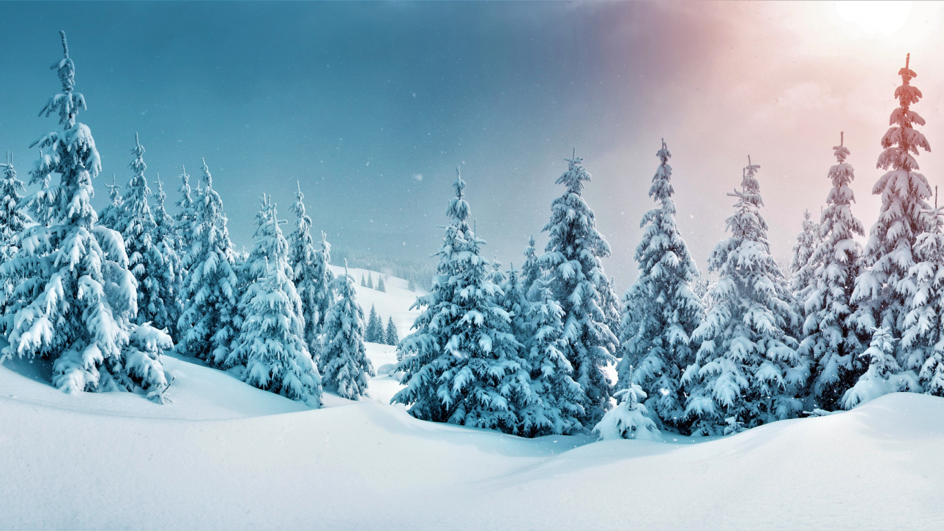 Escena Nevada, Nieve, Invierno, Naturaleza, Alerce. Wallpaper in 1366x768 Resolution