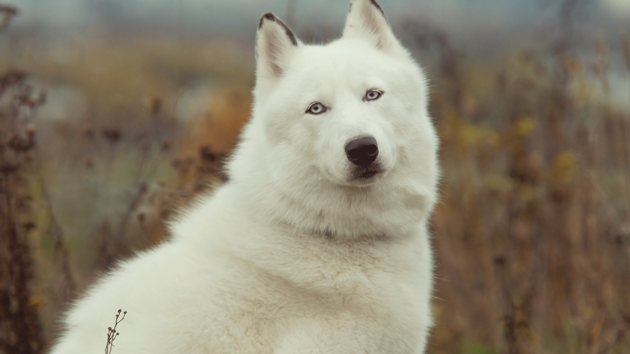 西西伯利亚的莱卡, 东西伯利亚的莱卡, 小狗, 品种的狗, 格陵兰的狗 壁纸 1280x720 允许