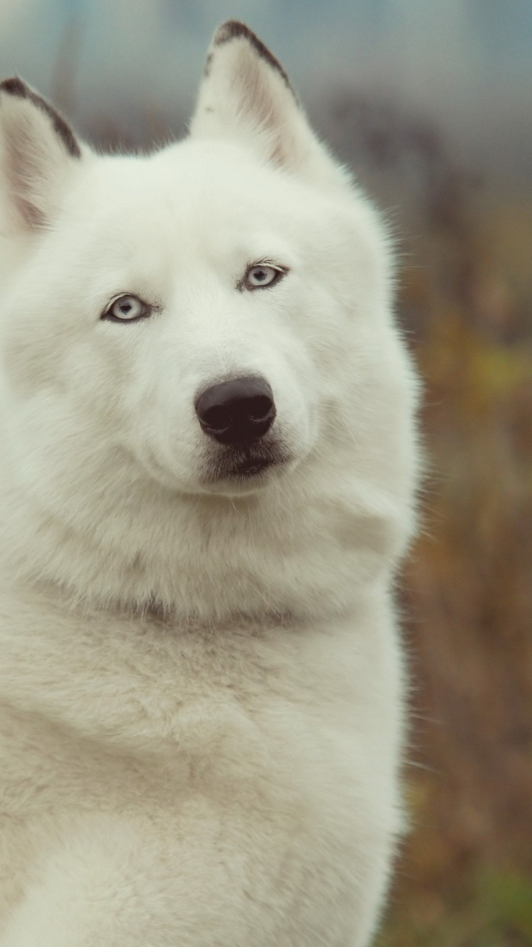 西西伯利亚的莱卡, 东西伯利亚的莱卡, 小狗, 品种的狗, 格陵兰的狗 壁纸 750x1334 允许
