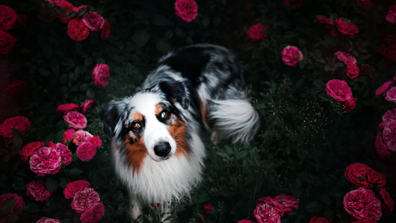Chien à Poil Long Blanc Noir et Brun. Wallpaper in 1366x768 Resolution