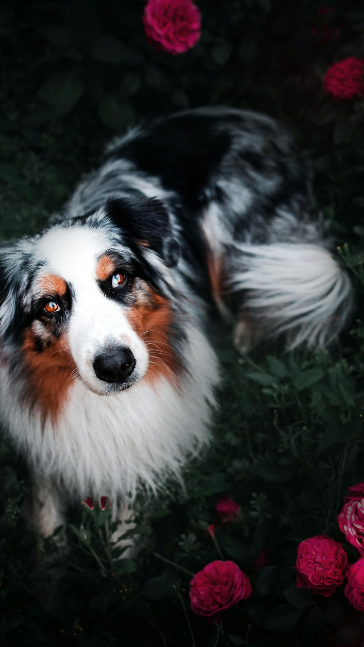 Chien à Poil Long Blanc Noir et Brun. Wallpaper in 750x1334 Resolution