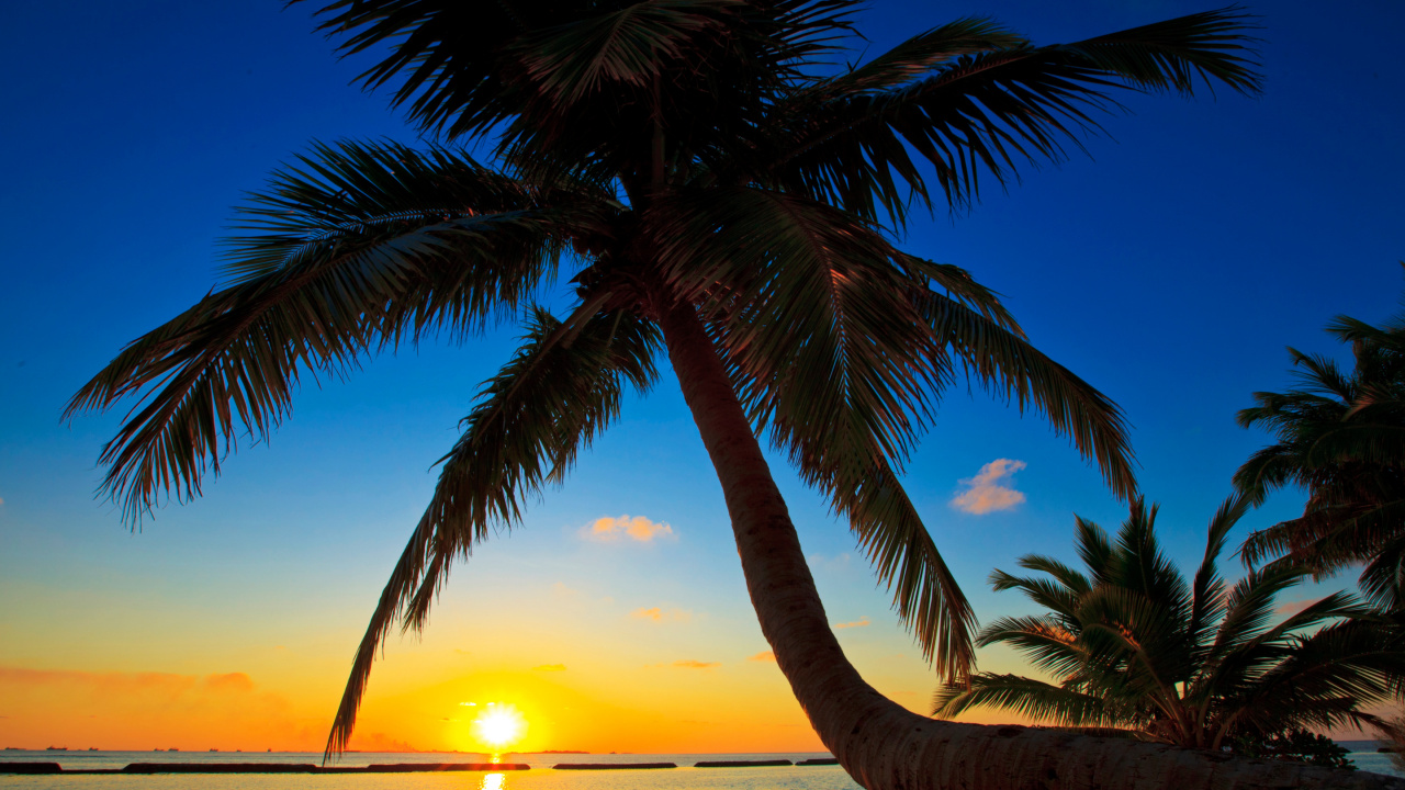 Palm Tree Near Body of Water During Sunset. Wallpaper in 1280x720 Resolution