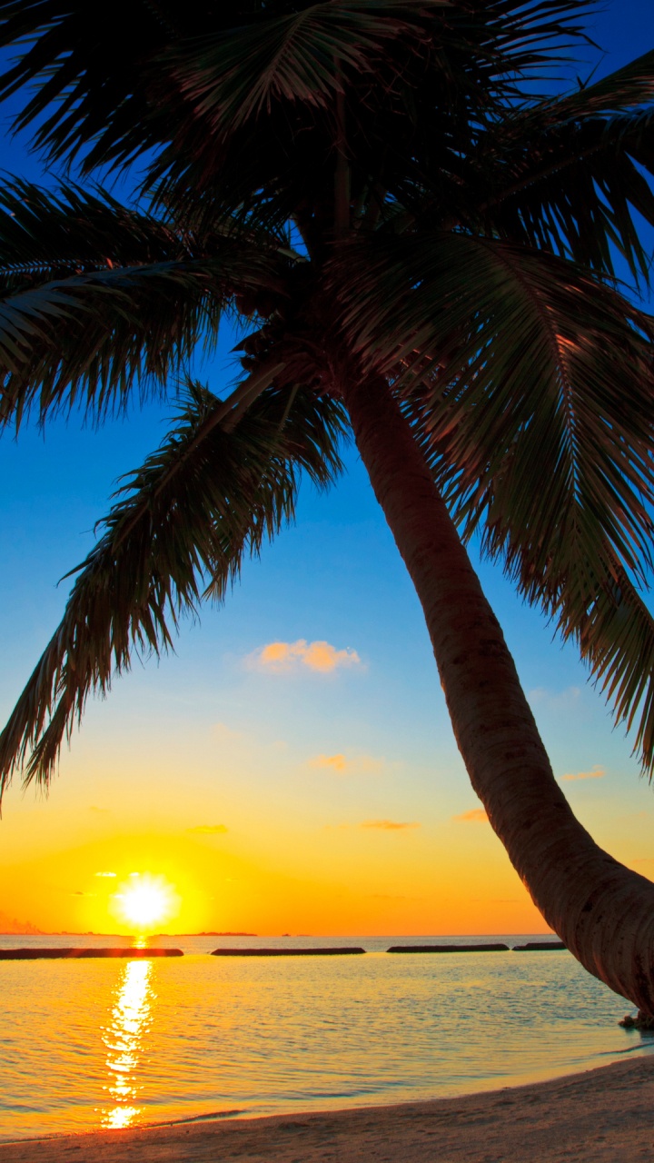 Palm Tree Near Body of Water During Sunset. Wallpaper in 720x1280 Resolution