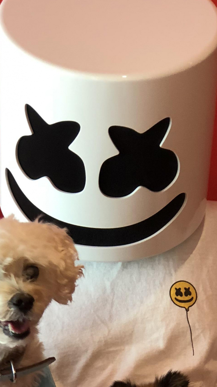 Dog, Canidae, Dog Breed, Companion Dog, Maltese. Wallpaper in 750x1334 Resolution