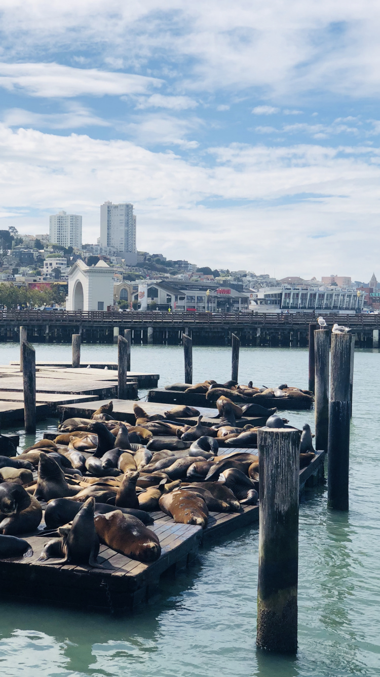 Muelle, San Francisco, Muelle 39, el Transporte Del Agua, Agua. Wallpaper in 750x1334 Resolution