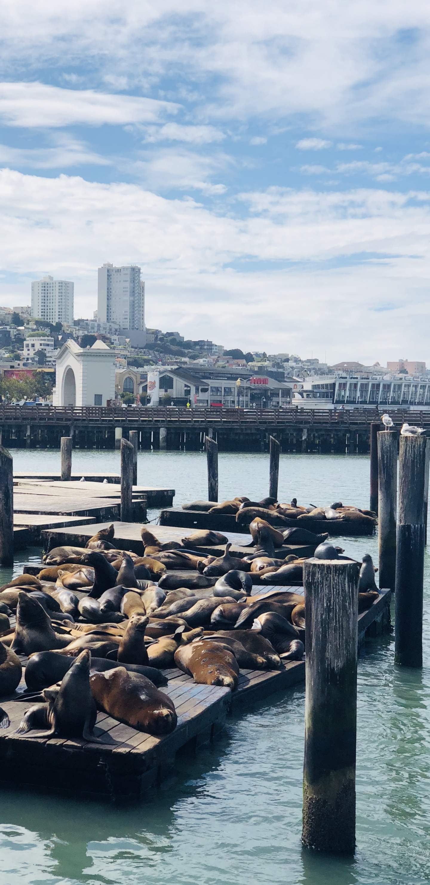 Pier, San Francisco, Pier 39, Water Transportation, Water. Wallpaper in 1440x2960 Resolution