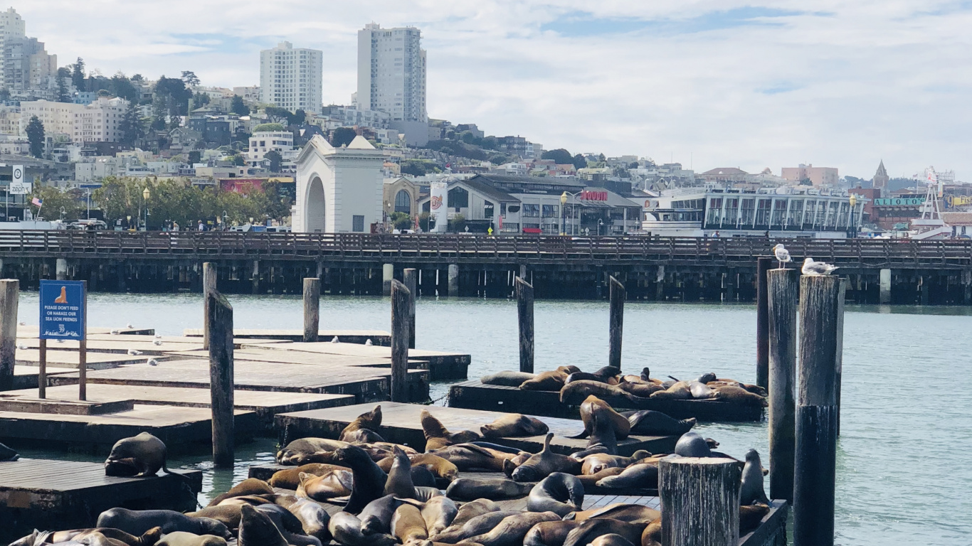 Pier, San Francisco, Jetée 39, le Transport de L'eau, Eau. Wallpaper in 1366x768 Resolution