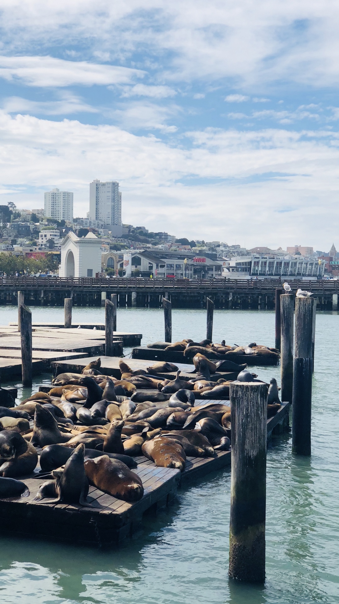 Pier, San Francisco, Pier 39, Wasser-Transport, Wasser. Wallpaper in 1080x1920 Resolution