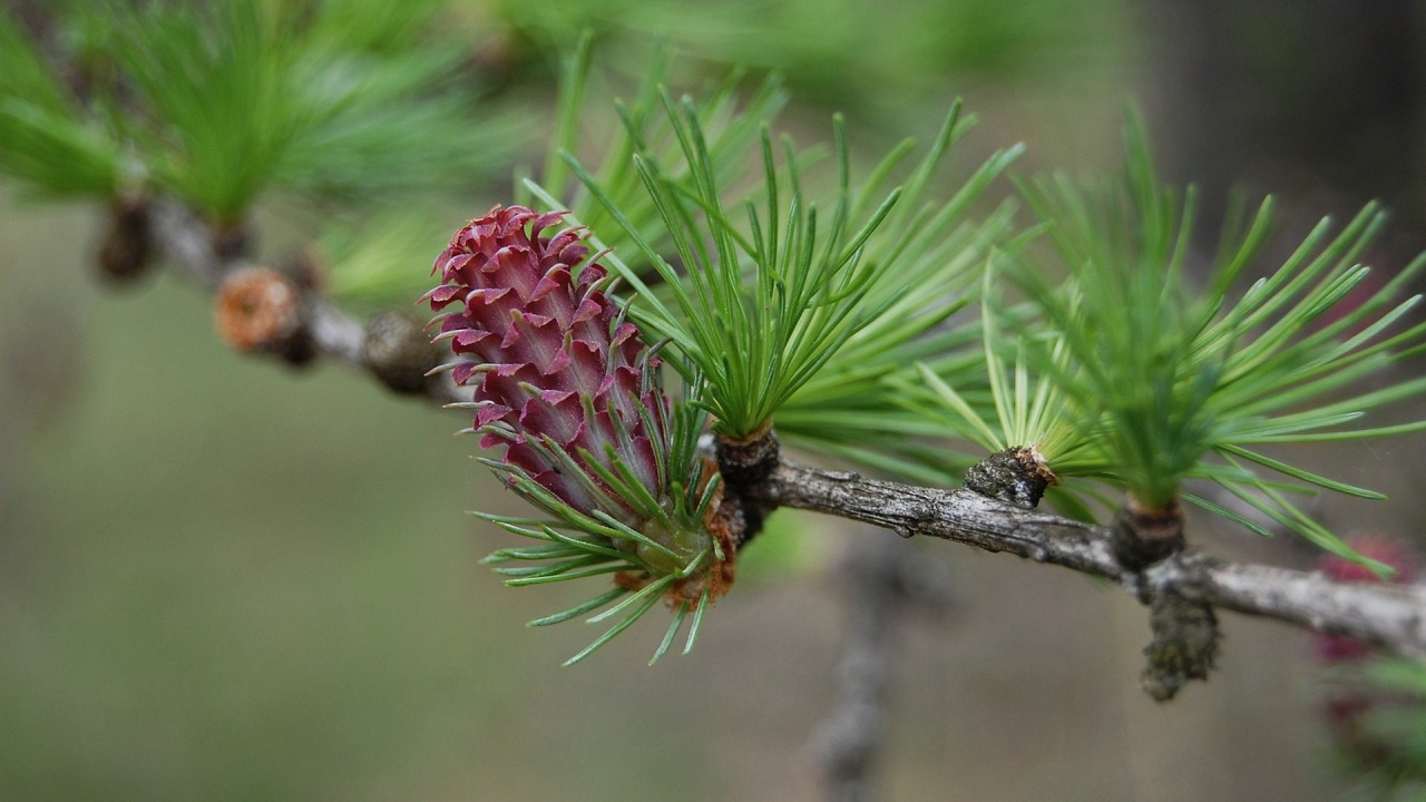 Red and Green Plant in Close up Photography. Wallpaper in 1280x720 Resolution
