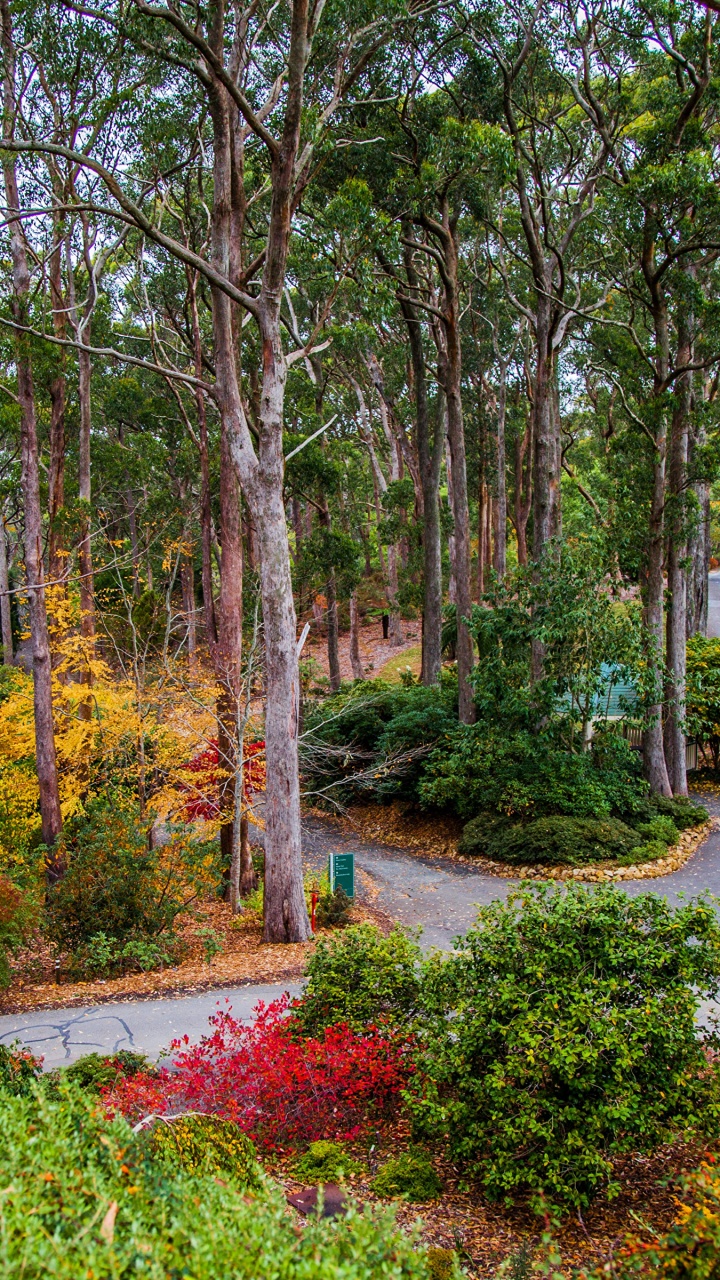 Árboles y Plantas Verdes y Rojos. Wallpaper in 720x1280 Resolution