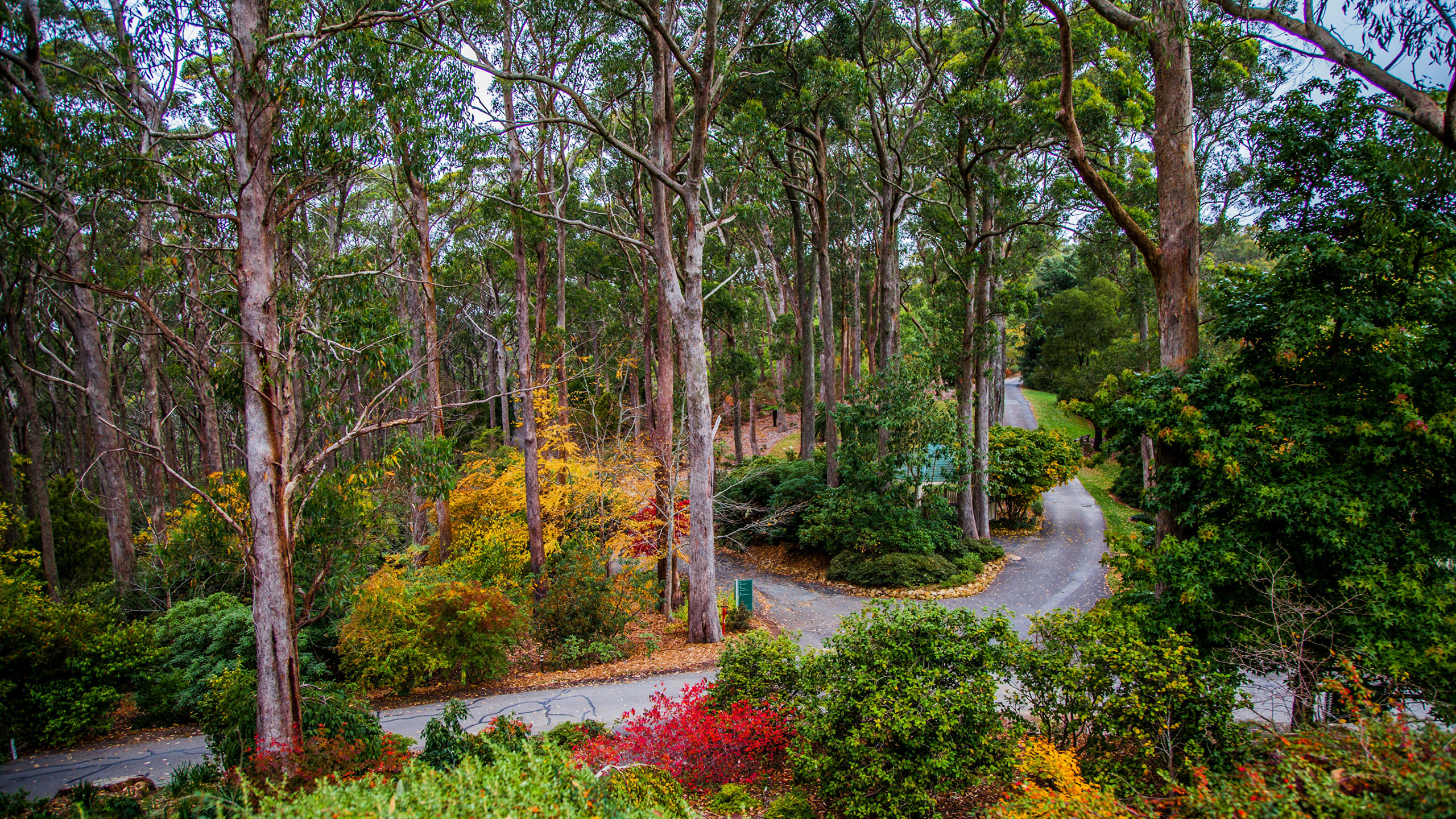 Green and Red Trees and Plants. Wallpaper in 2560x1440 Resolution