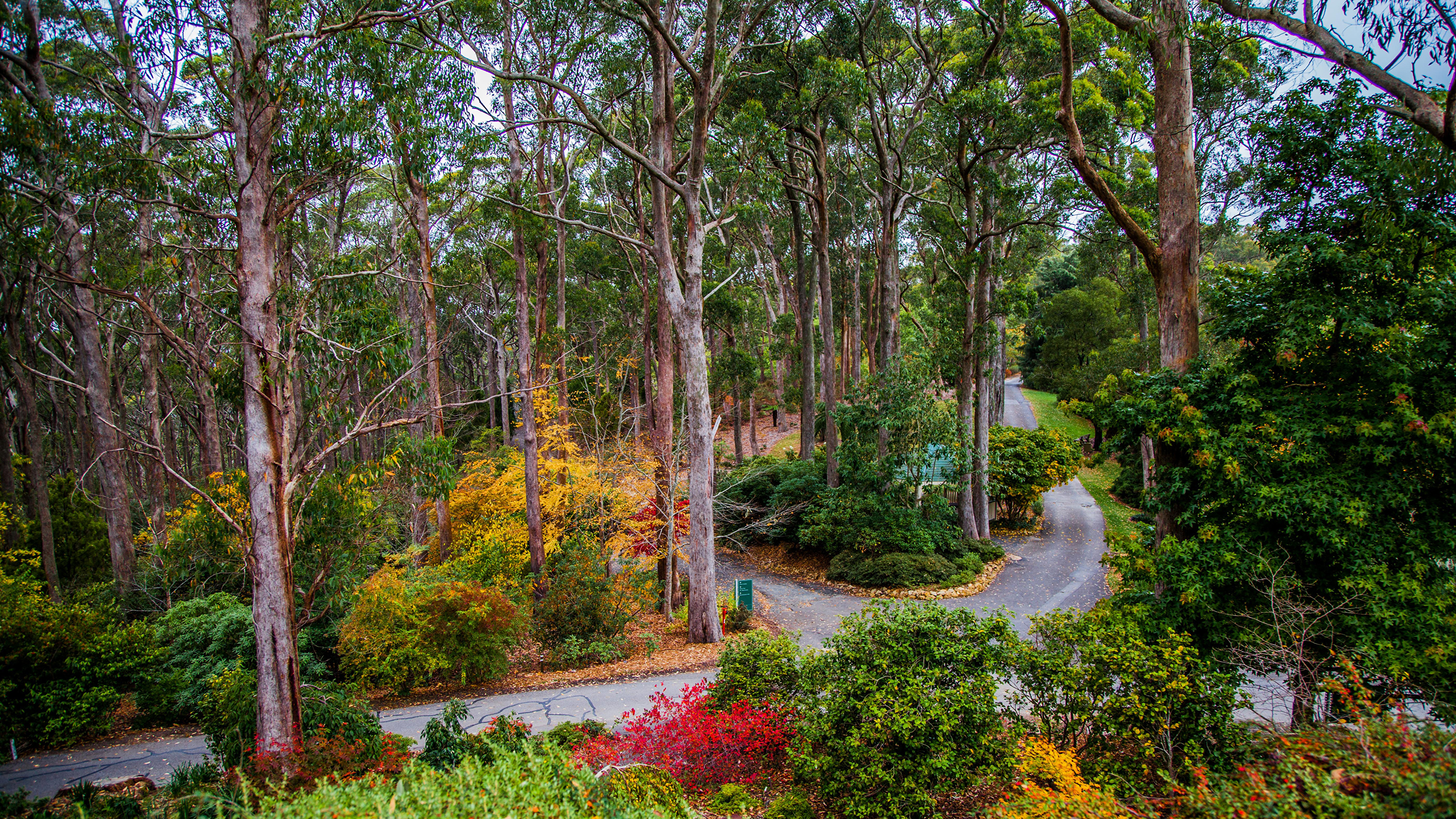Green and Red Trees and Plants. Wallpaper in 3840x2160 Resolution