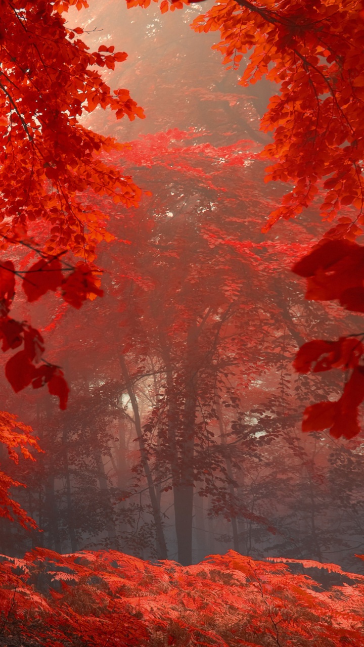 3440x1440p Chute, la Couleur Des Feuilles D'automne, Feuille, Nature, Environnement Naturel. Wallpaper in 720x1280 Resolution