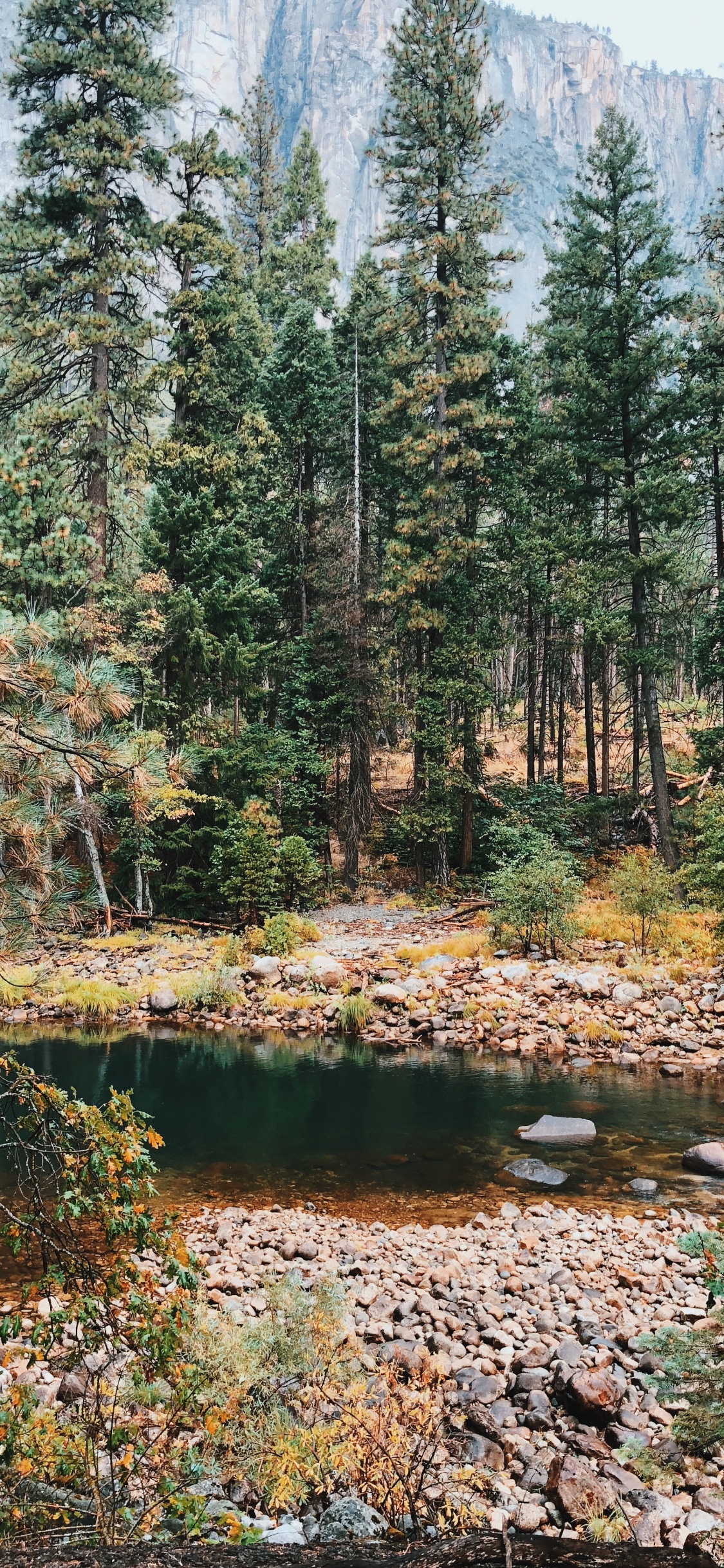 Vegetation, Biome, Nature, Natural Environment, Temperate Coniferous Forest. Wallpaper in 1125x2436 Resolution