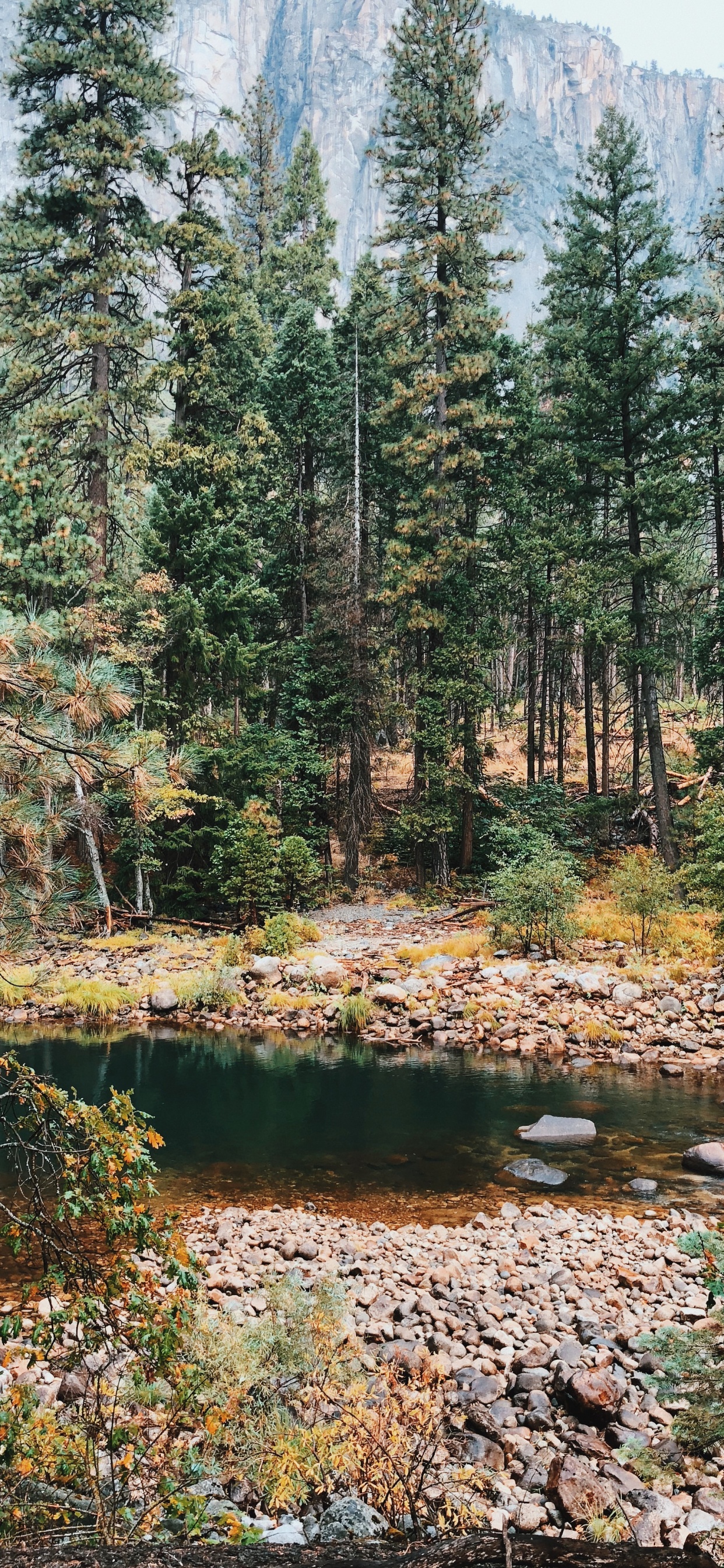 Vegetation, Biome, Nature, Natural Environment, Temperate Coniferous Forest. Wallpaper in 1242x2688 Resolution