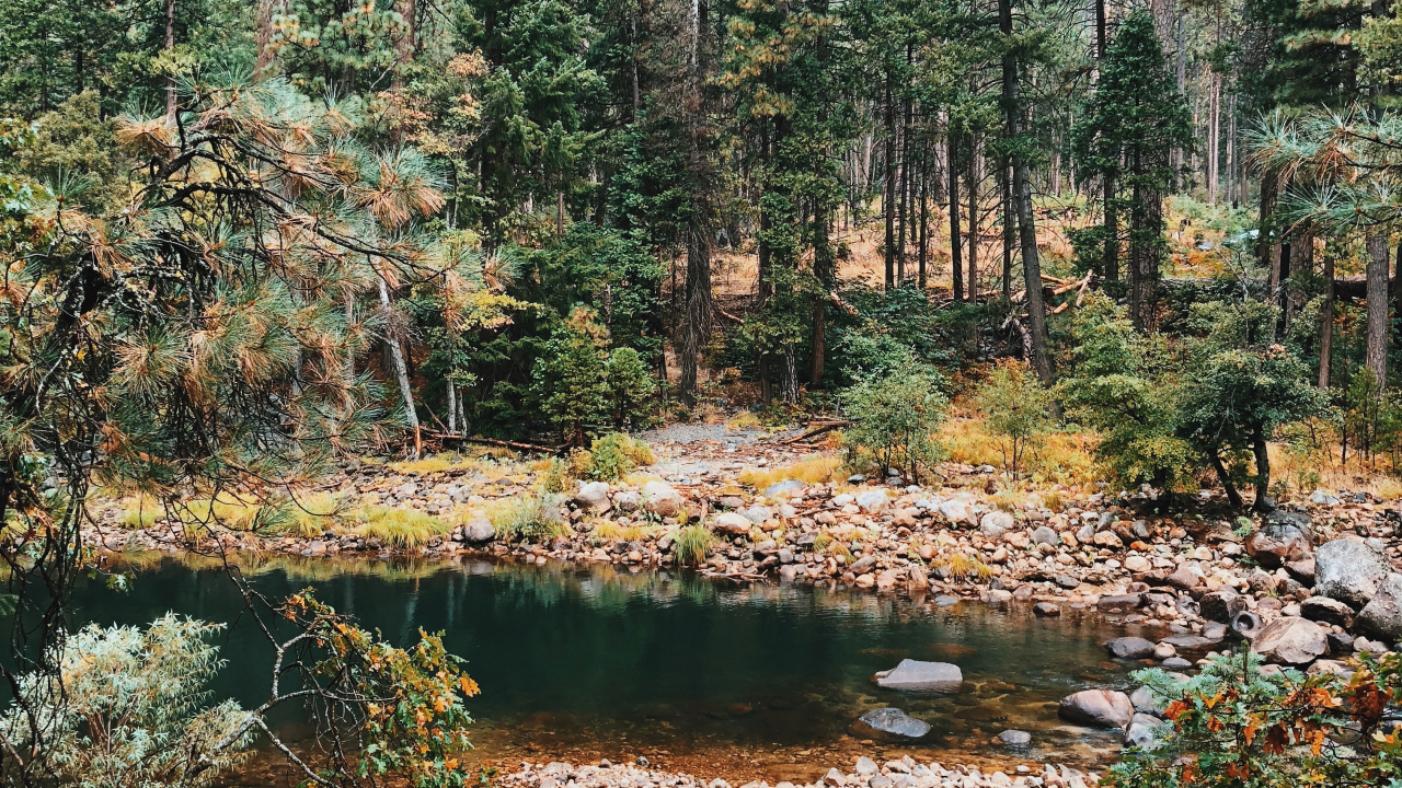 Vegetation, Biome, Nature, Natural Environment, Temperate Coniferous Forest. Wallpaper in 1280x720 Resolution