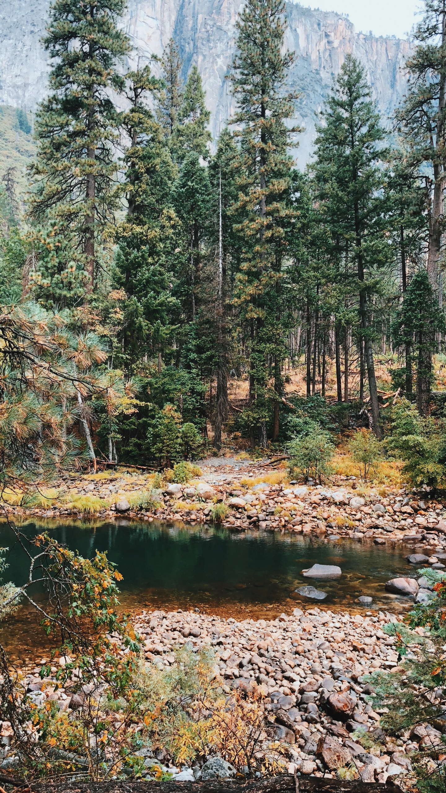 Vegetation, Biome, Nature, Natural Environment, Temperate Coniferous Forest. Wallpaper in 1440x2560 Resolution