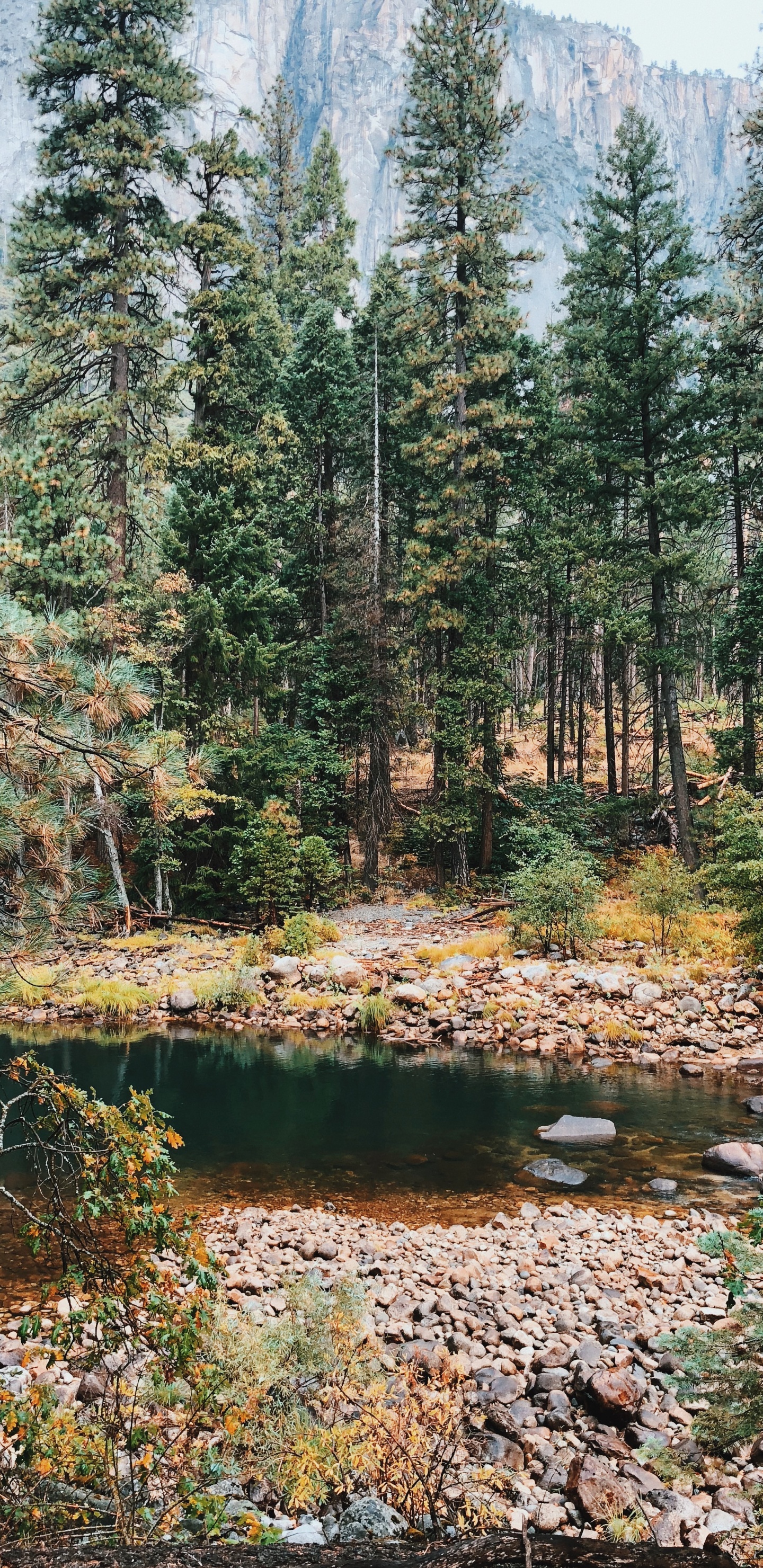 Vegetation, Biome, Nature, Natural Environment, Temperate Coniferous Forest. Wallpaper in 1440x2960 Resolution