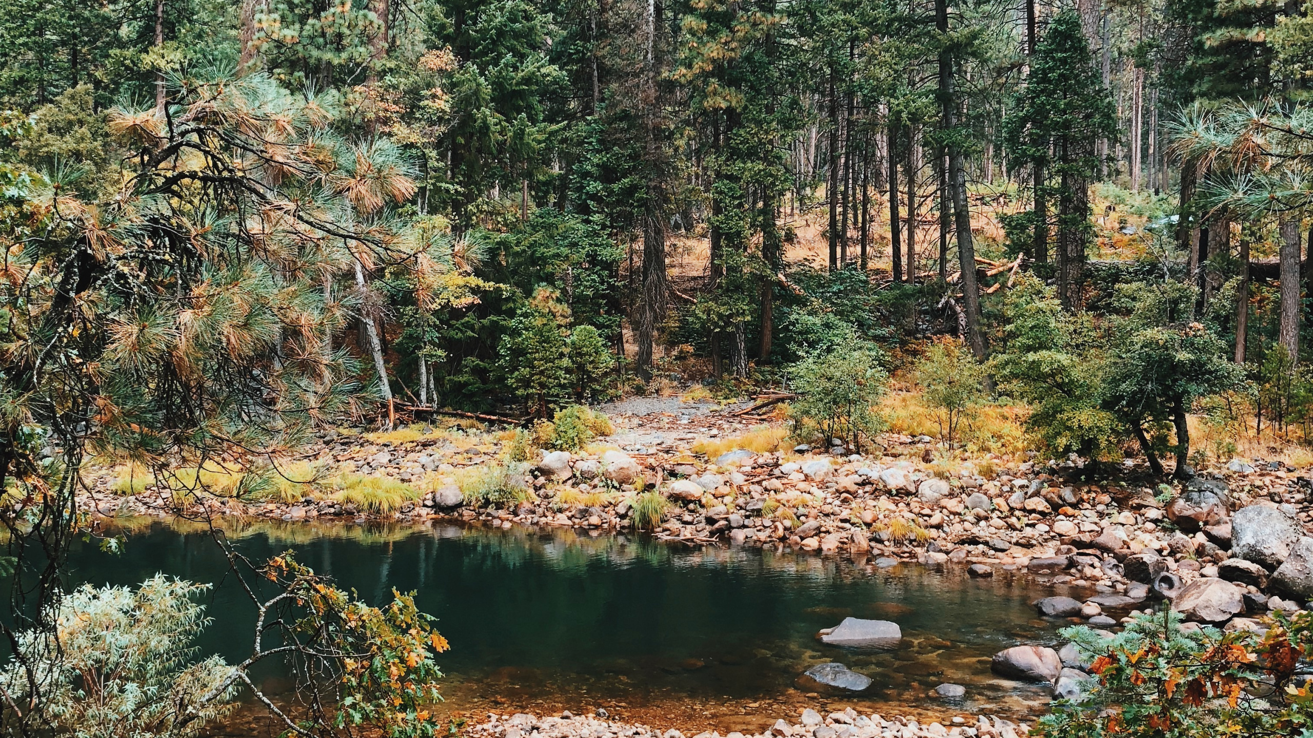 Vegetation, Biome, Nature, Natural Environment, Temperate Coniferous Forest. Wallpaper in 2560x1440 Resolution