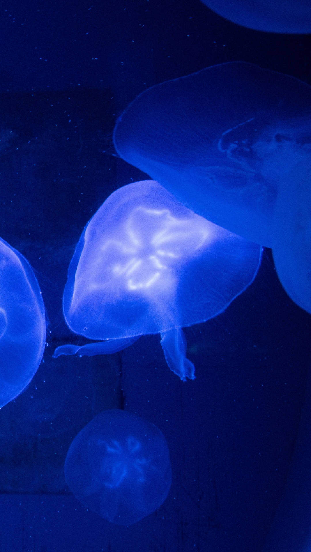 Blue Jellyfish in Water During Daytime. Wallpaper in 1080x1920 Resolution