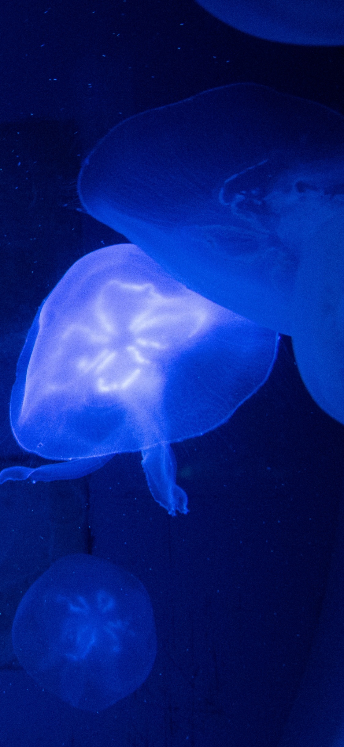 Blue Jellyfish in Water During Daytime. Wallpaper in 1125x2436 Resolution