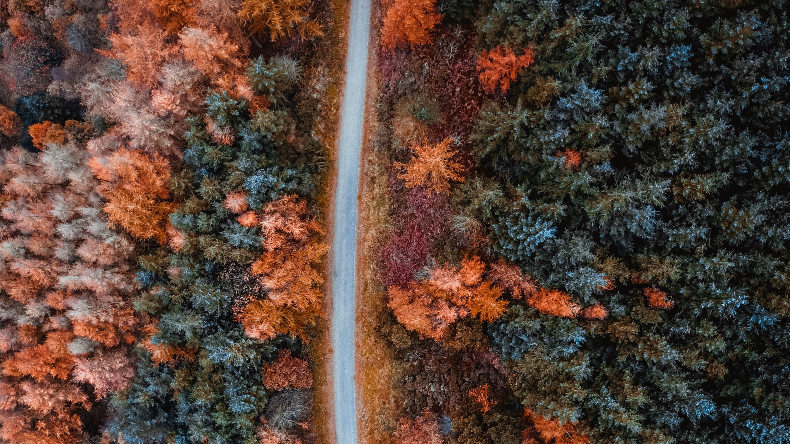 Autumn, Orange, Brown, Leaf, Tree. Wallpaper in 2560x1440 Resolution