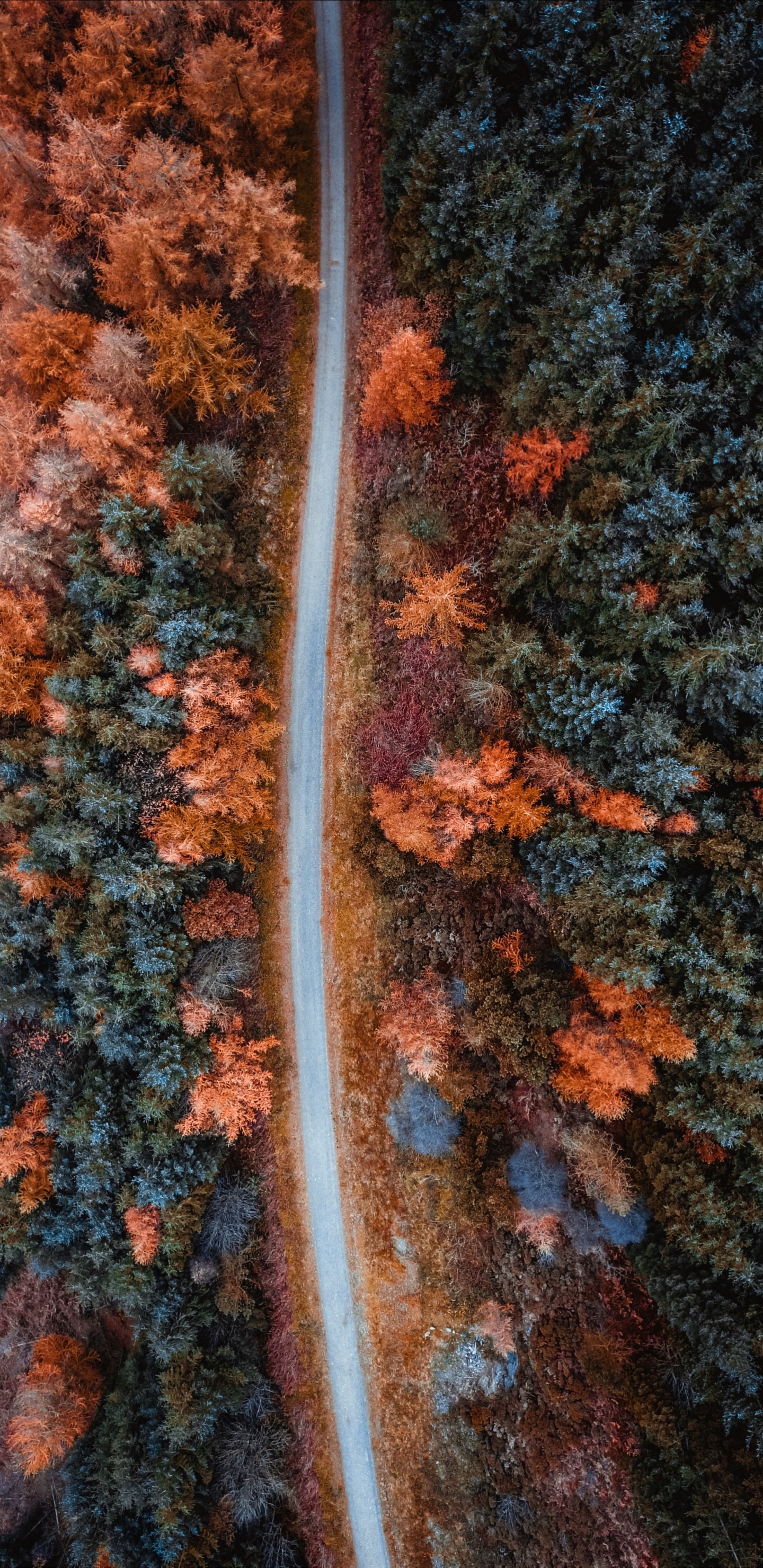 Orange, Brown, Feuille, Tricot, Textile. Wallpaper in 1440x2960 Resolution