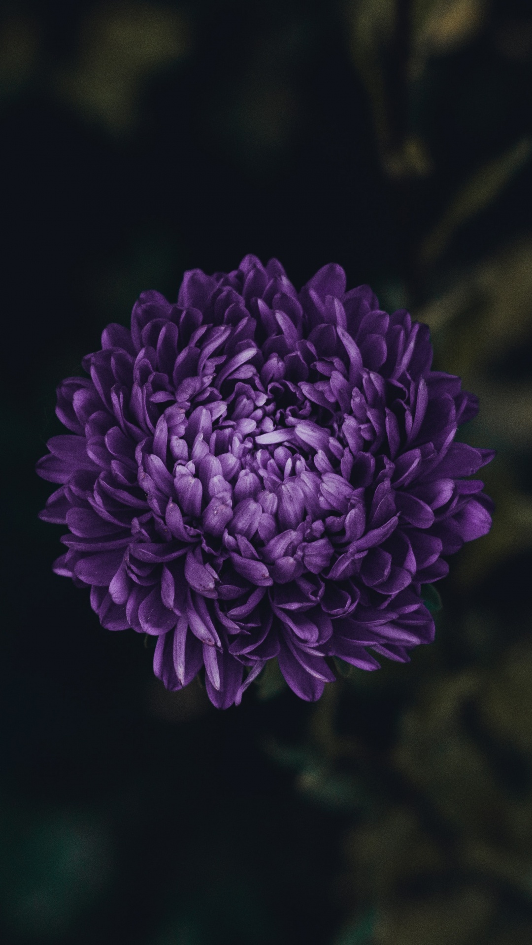 Fleur Pourpre Dans L'objectif à Basculement. Wallpaper in 1080x1920 Resolution