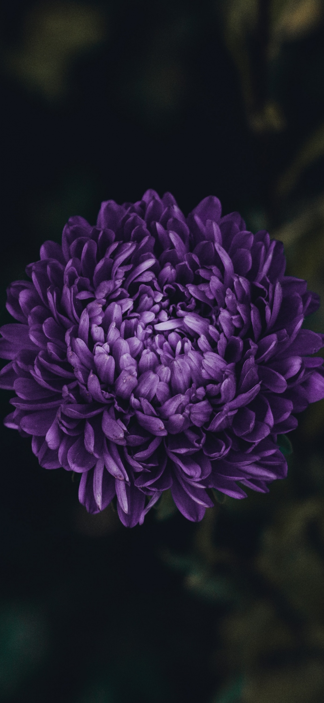 Fleur Pourpre Dans L'objectif à Basculement. Wallpaper in 1125x2436 Resolution