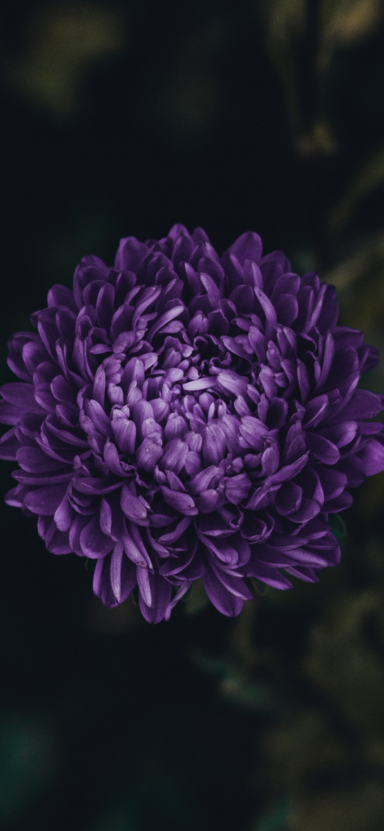 Fleur Pourpre Dans L'objectif à Basculement. Wallpaper in 1242x2688 Resolution