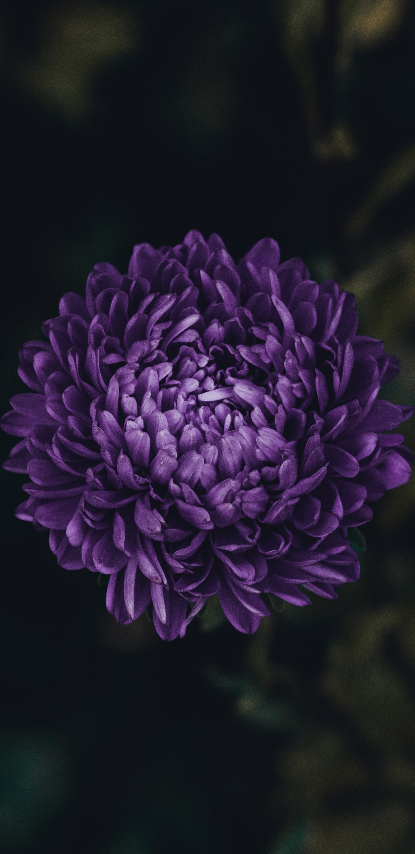 Lila Blume in Tilt-Shift-Linse. Wallpaper in 1440x2960 Resolution