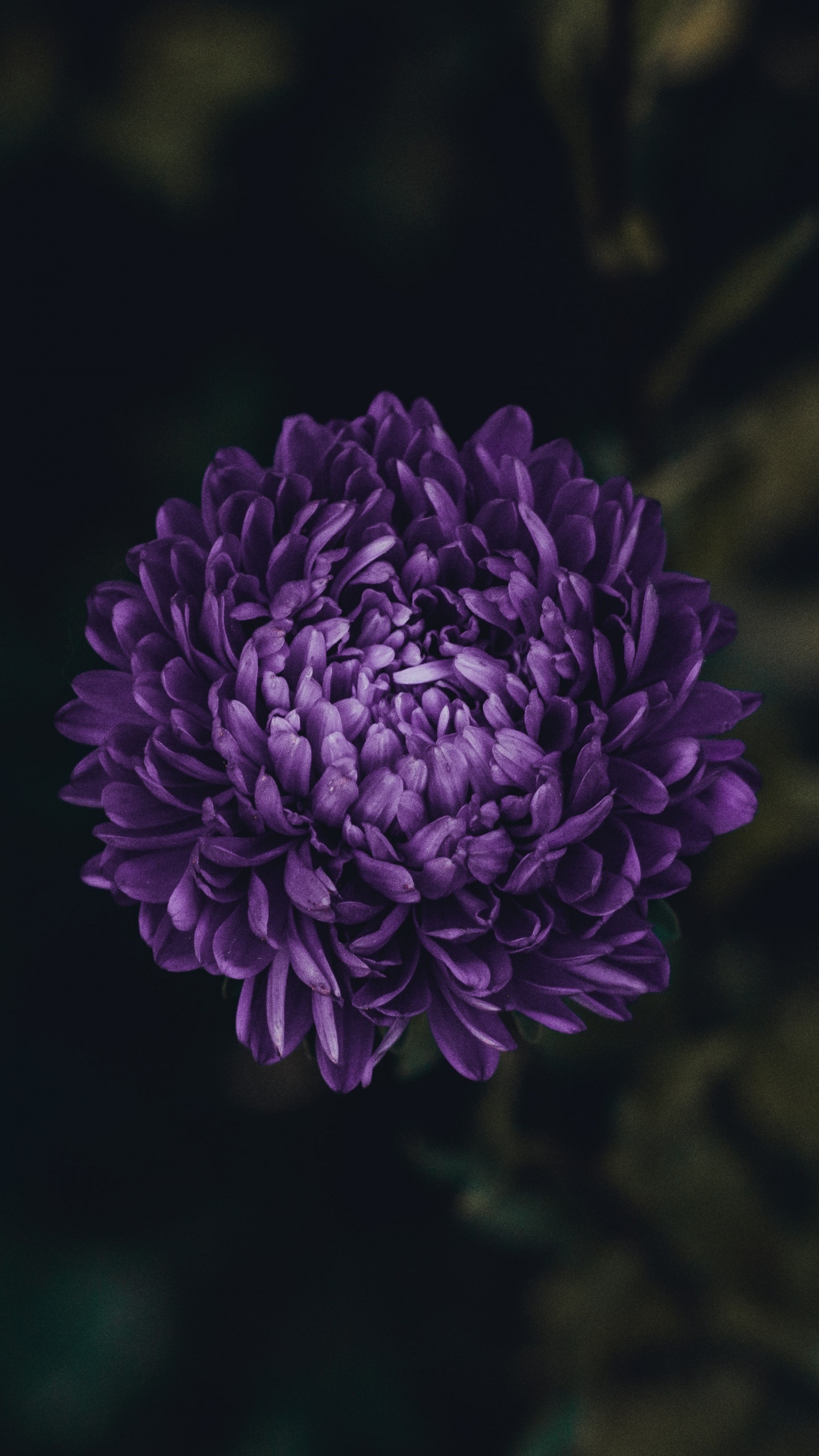 Purple Flower in Tilt Shift Lens. Wallpaper in 1440x2560 Resolution