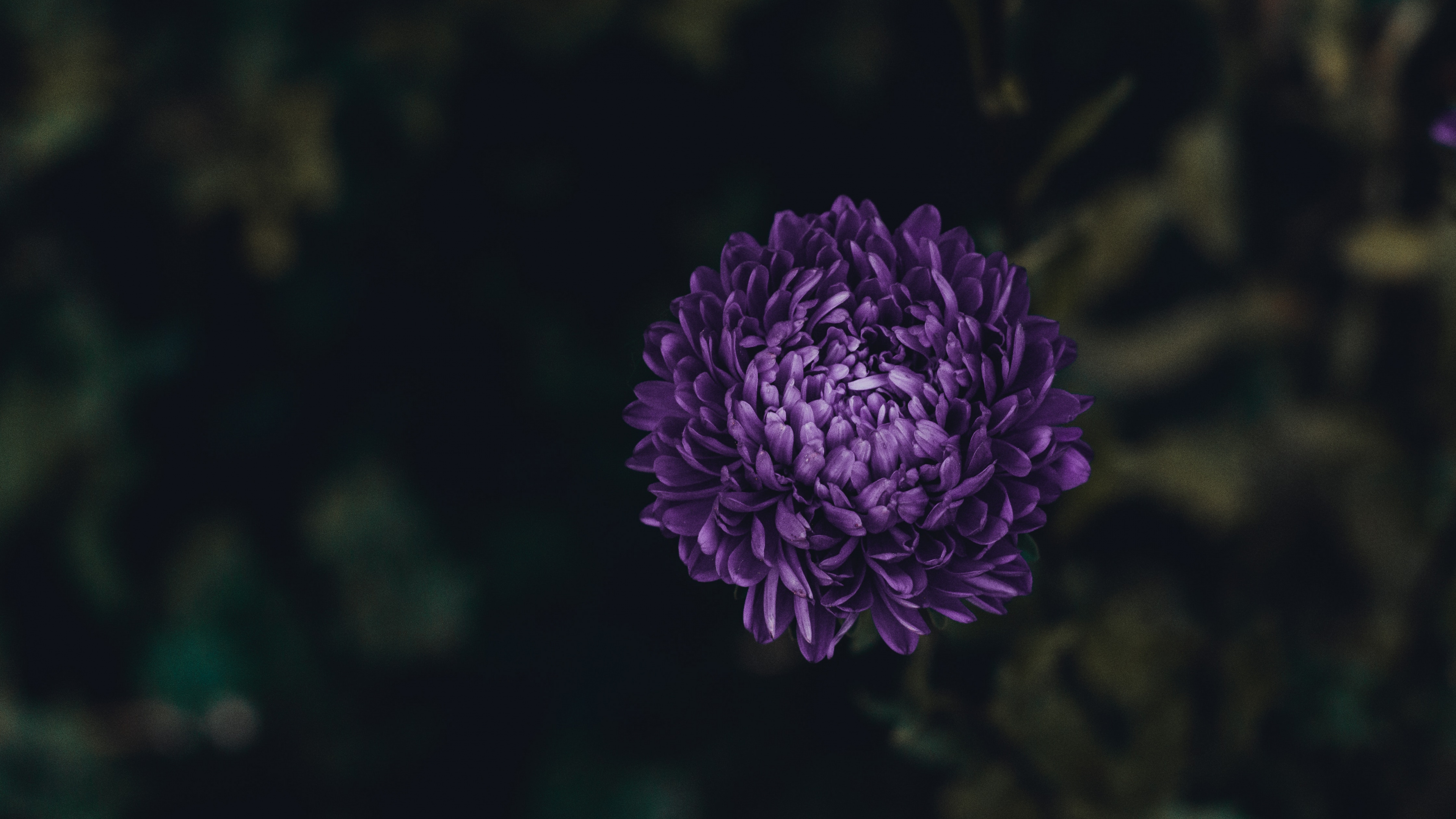 Purple Flower in Tilt Shift Lens. Wallpaper in 3840x2160 Resolution