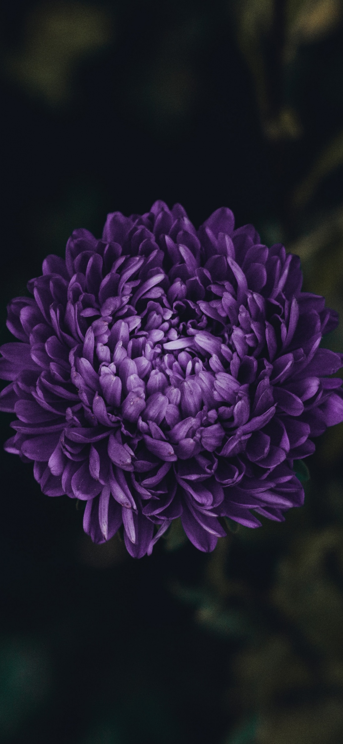 Aster, 显花植物, 紫色的, 绿色的, 紫罗兰色 壁纸 1125x2436 允许