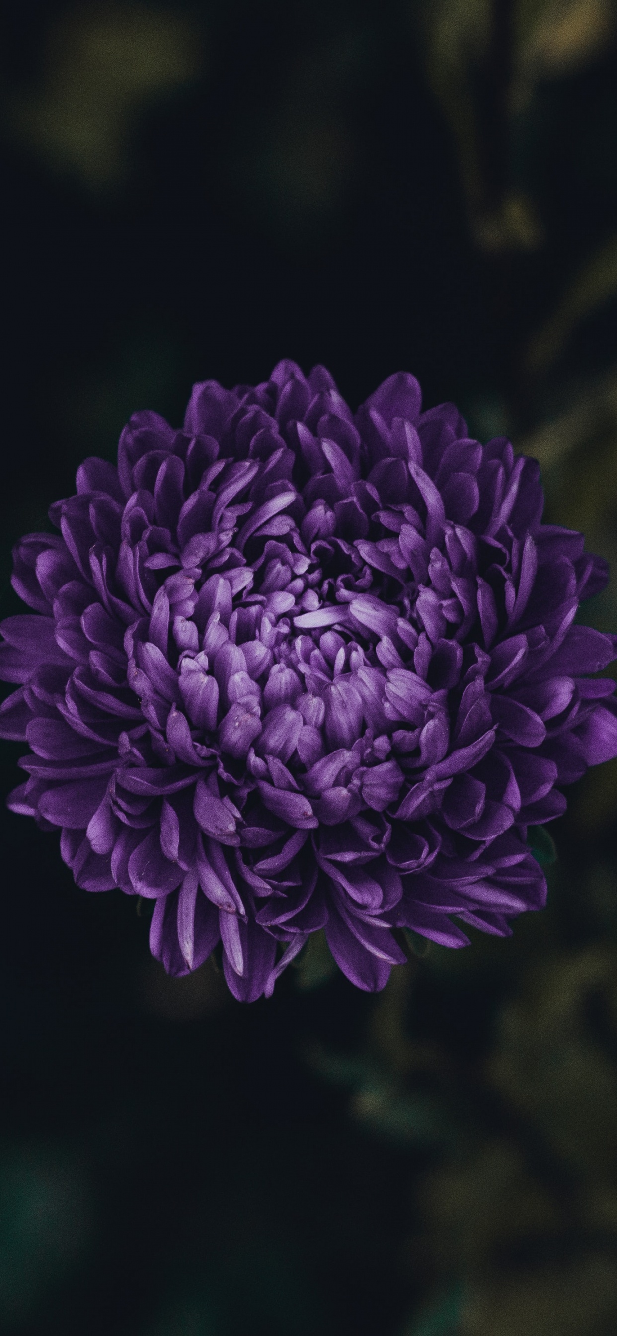Aster, 显花植物, 紫色的, 绿色的, 紫罗兰色 壁纸 1242x2688 允许