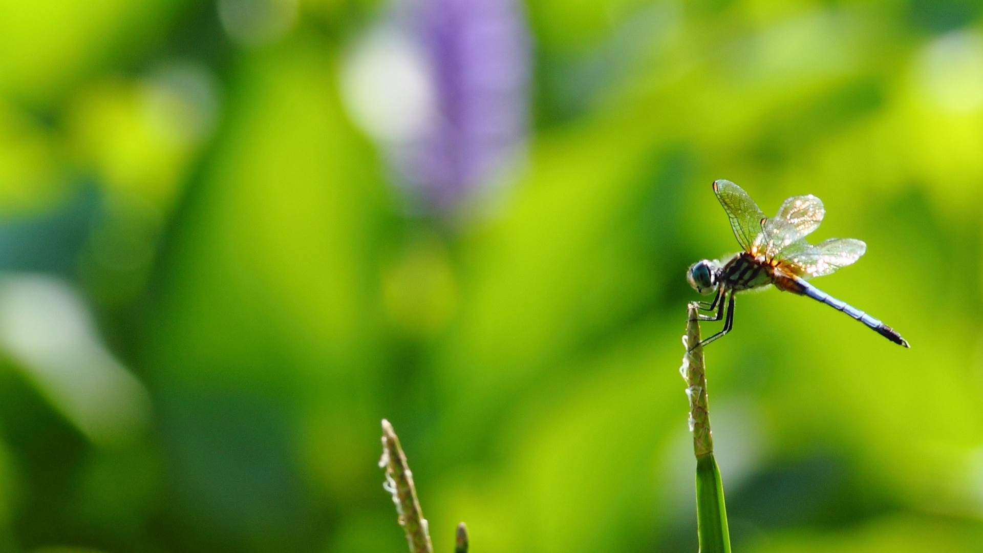 Green and Black Dragonfly Perched on Green Leaf in Close up Photography During Daytime. Wallpaper in 1920x1080 Resolution