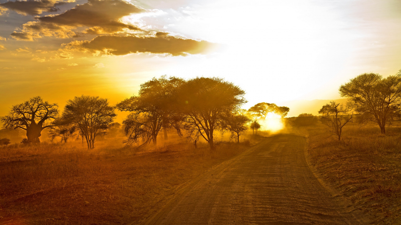 Brown Field With Trees During Sunset. Wallpaper in 1280x720 Resolution