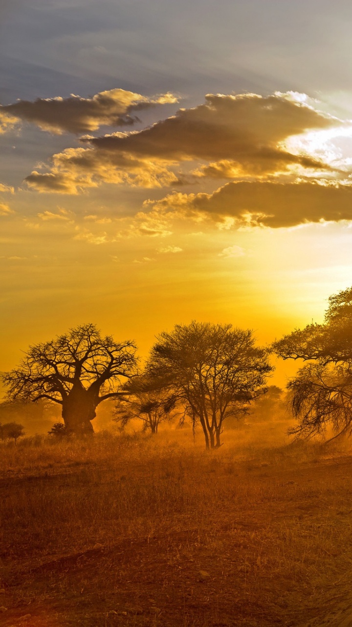 Brown Field With Trees During Sunset. Wallpaper in 720x1280 Resolution