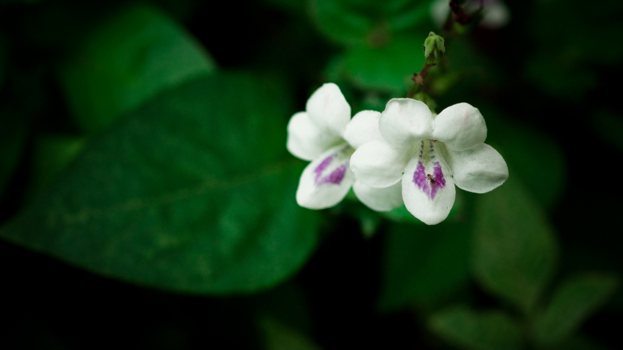 White and Purple Flower in Close up Photography. Wallpaper in 1280x720 Resolution