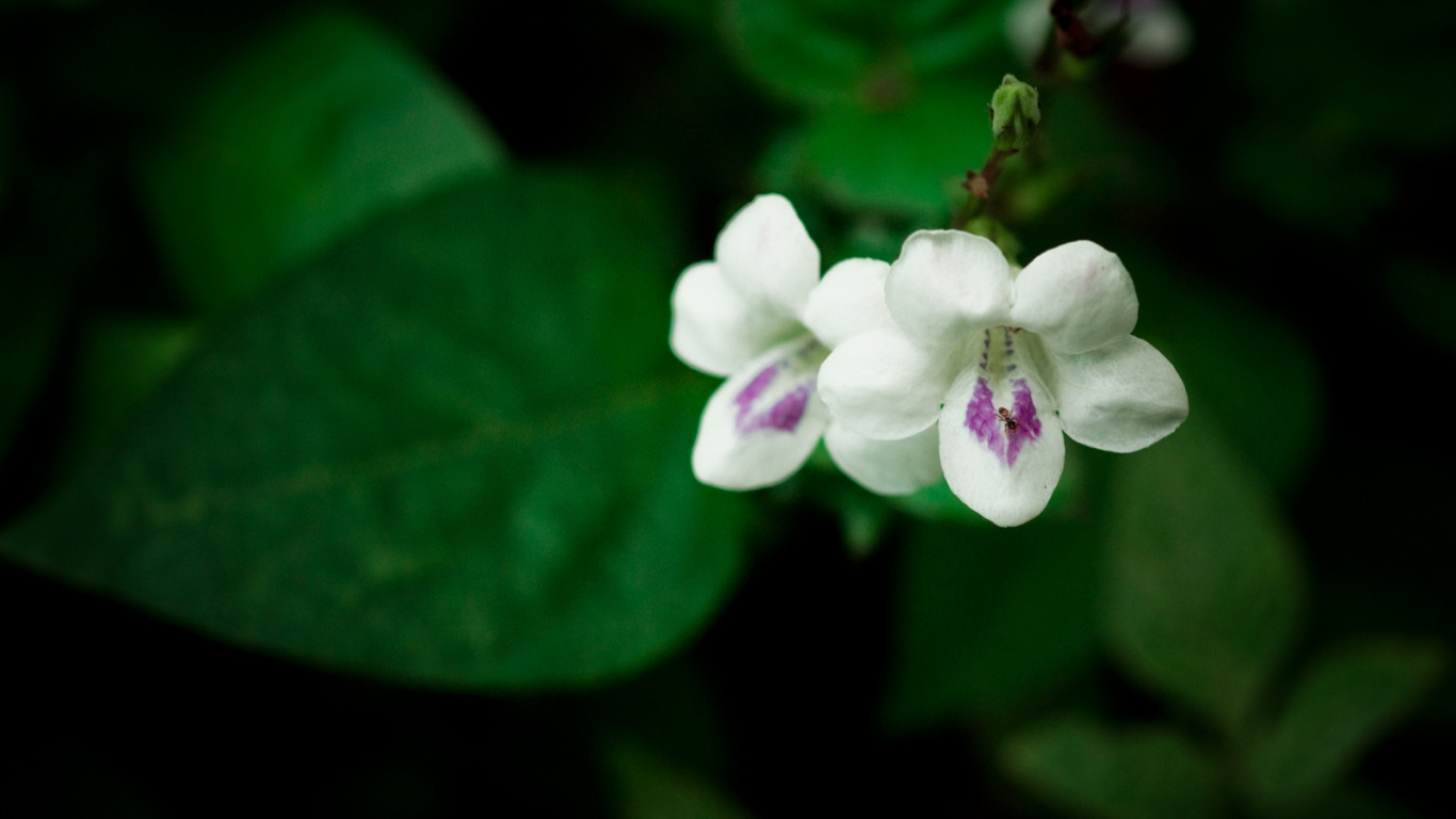 White and Purple Flower in Close up Photography. Wallpaper in 1366x768 Resolution