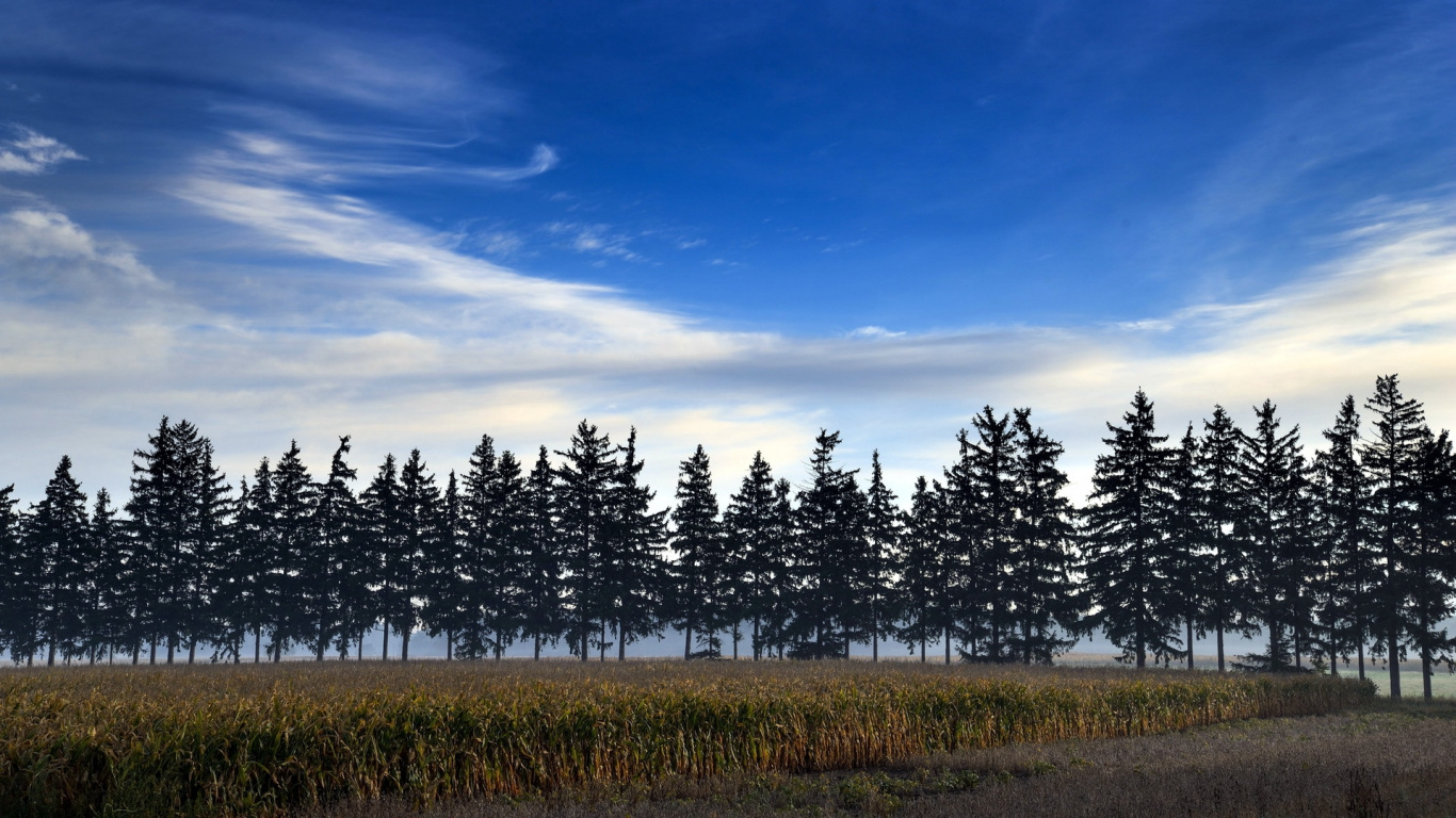 Green Trees Under Blue Sky During Daytime. Wallpaper in 1366x768 Resolution