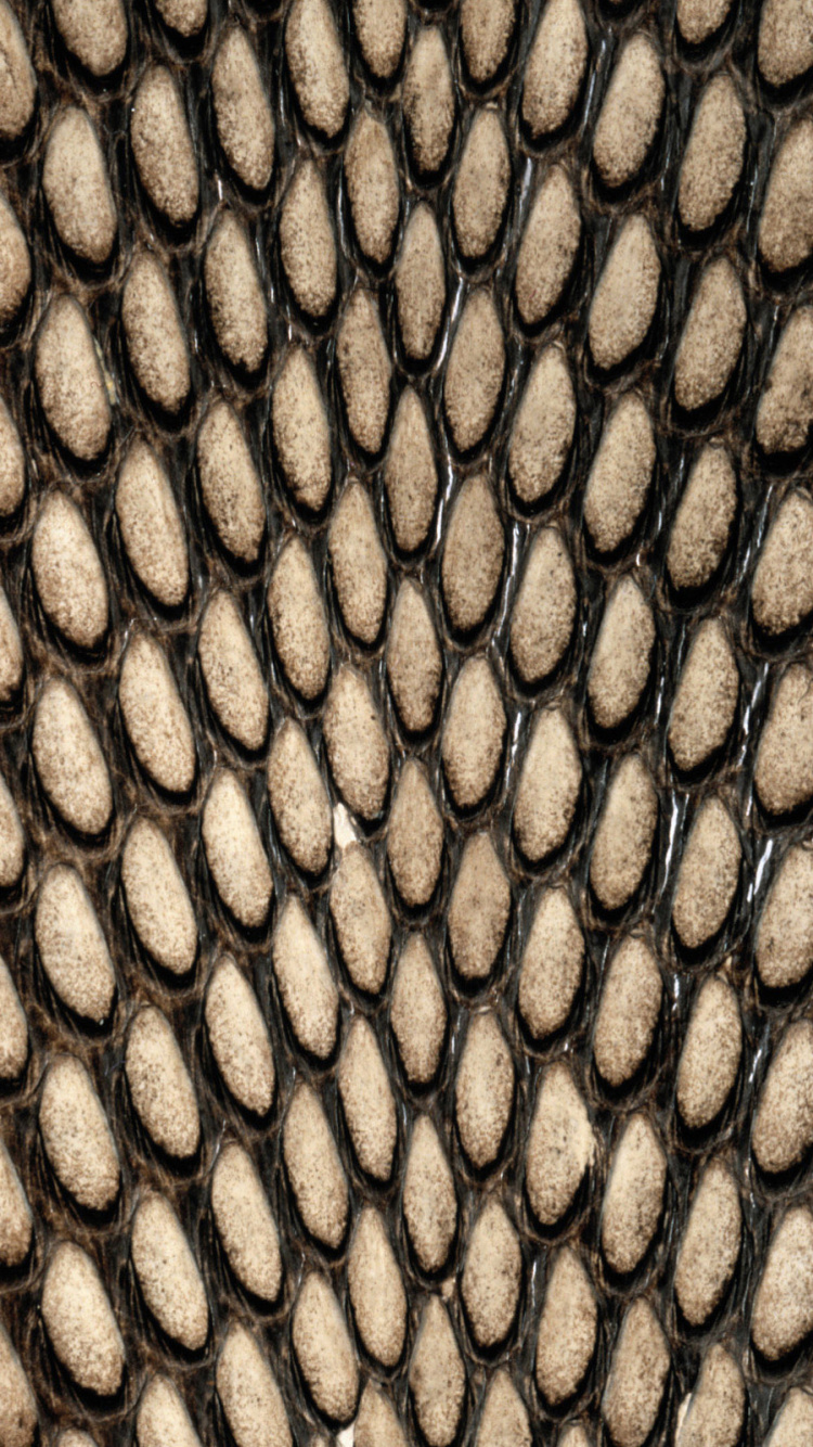 蛇, 爬行动物, 黑色和白色的 壁纸 750x1334 允许