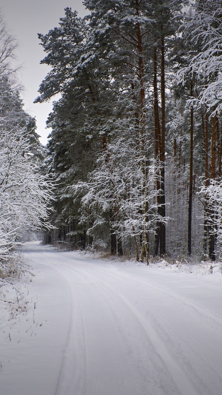 Forest, Plant, Snow, Natural Landscape, Twig. Wallpaper in 720x1280 Resolution