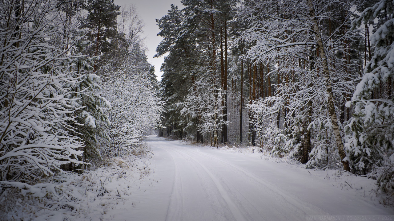 Forêt, Neige, Paysage Naturel, Rameau, Artère. Wallpaper in 1280x720 Resolution