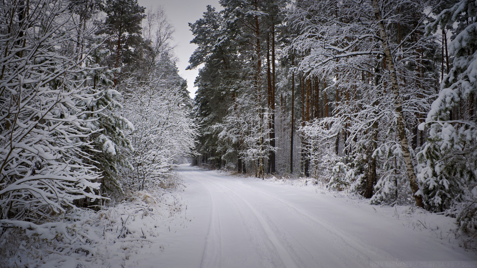 Forêt, Neige, Paysage Naturel, Rameau, Artère. Wallpaper in 1920x1080 Resolution
