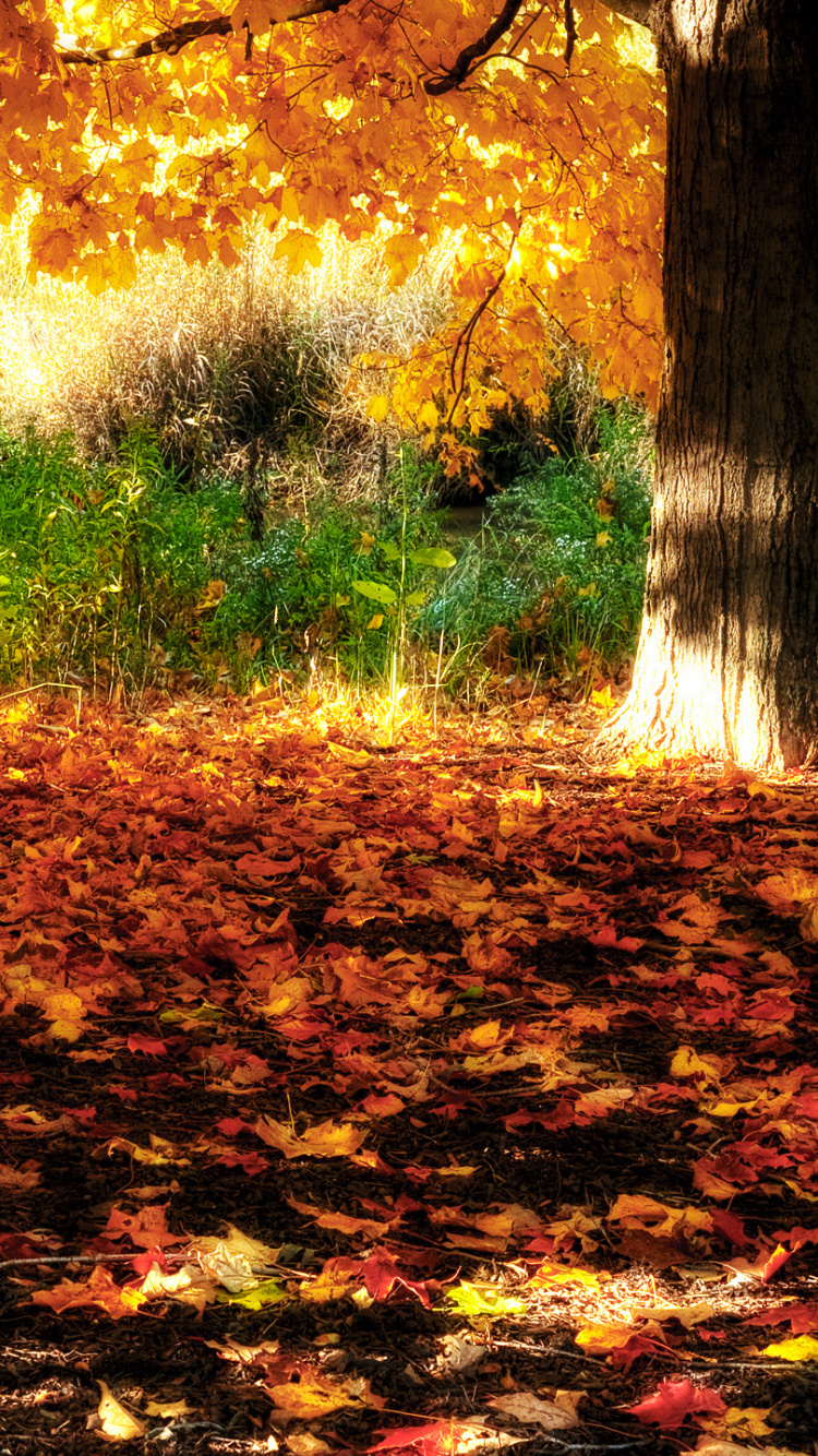 Brown Leaves on Ground During Daytime. Wallpaper in 750x1334 Resolution