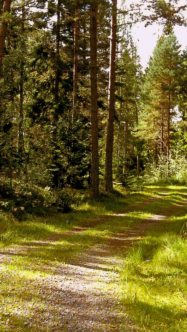 Champ D'herbe Verte Avec Des Arbres. Wallpaper in 750x1334 Resolution